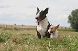 BULL TERRIER MINIATURE 051